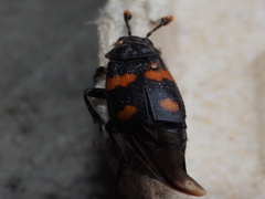 Nicrophorus orbicollis