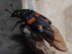 Nicrophorus orbicollis