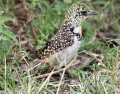 Trachyphonus darnaudii