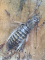 Hemideina crassidens