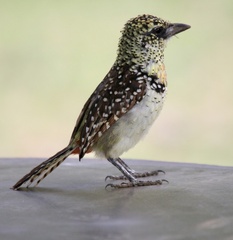 Trachyphonus darnaudii