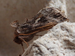 Autographa