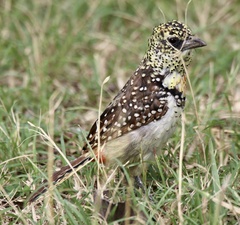 Trachyphonus darnaudii