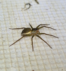 Dolomedes facetus