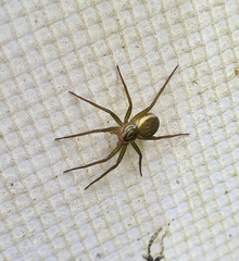Dolomedes facetus