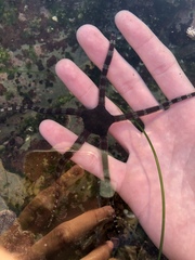 Ophioderma panamense