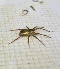 Dolomedes facetus