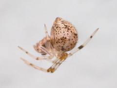 Parasteatoda tepidariorum