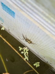 Dolomedes facetus