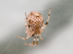 Parasteatoda tepidariorum