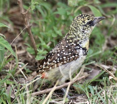 Trachyphonus darnaudii