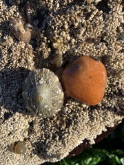 Eudistoma