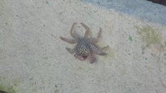 Aratus pisonii