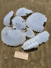 Argonauta nodosus