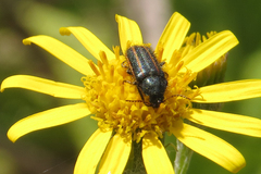 Astylus quadrilineatus