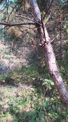 Cyanopica cyanus