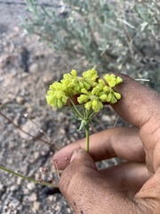 Eriogonum umbellatum chlorothamnus