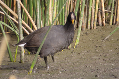 Fulica rufifrons