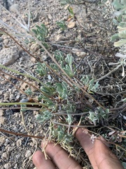 Eriogonum umbellatum chlorothamnus
