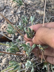 Eriogonum umbellatum chlorothamnus