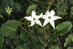 Jaborosa integrifolia