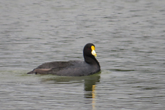 Fulica leucoptera