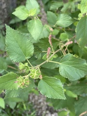 Acalypha californica