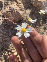 Layia glandulosa