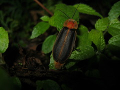 Pyrocoelia praetexta