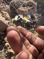 Layia glandulosa