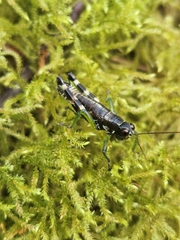 Booneacris glacialis