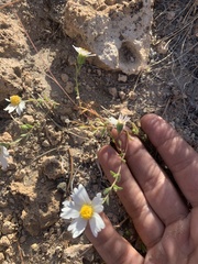 Layia glandulosa