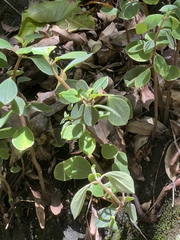 Peperomia leptostachya