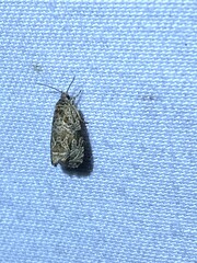 Olethreutes permundana