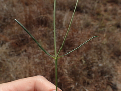 Asclepias stellifera