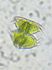 Staurastrum avicula