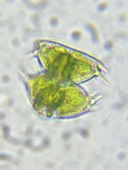 Staurastrum avicula
