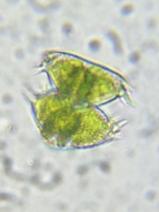 Staurastrum avicula