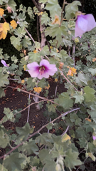 Malva subovata bicolor