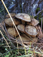 Gymnopilus ventricosus