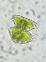 Staurastrum avicula