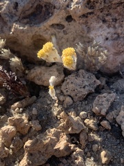Eriophyllum pringlei