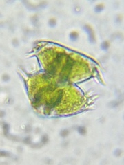 Staurastrum avicula