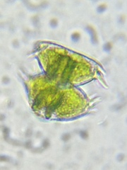 Staurastrum avicula