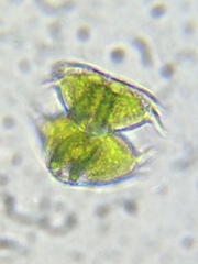 Staurastrum avicula
