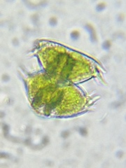 Staurastrum avicula