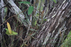 Tillandsia paucifolia