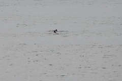 Phocoena phocoena phocoena