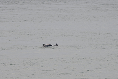 Phocoena phocoena phocoena