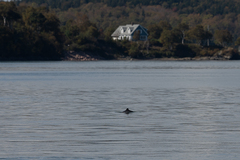 Phocoena phocoena phocoena